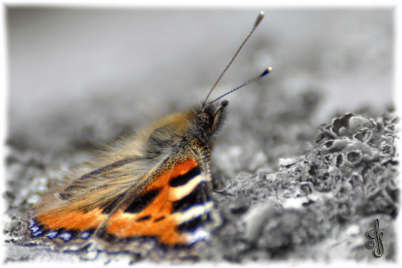 Schmetterling
