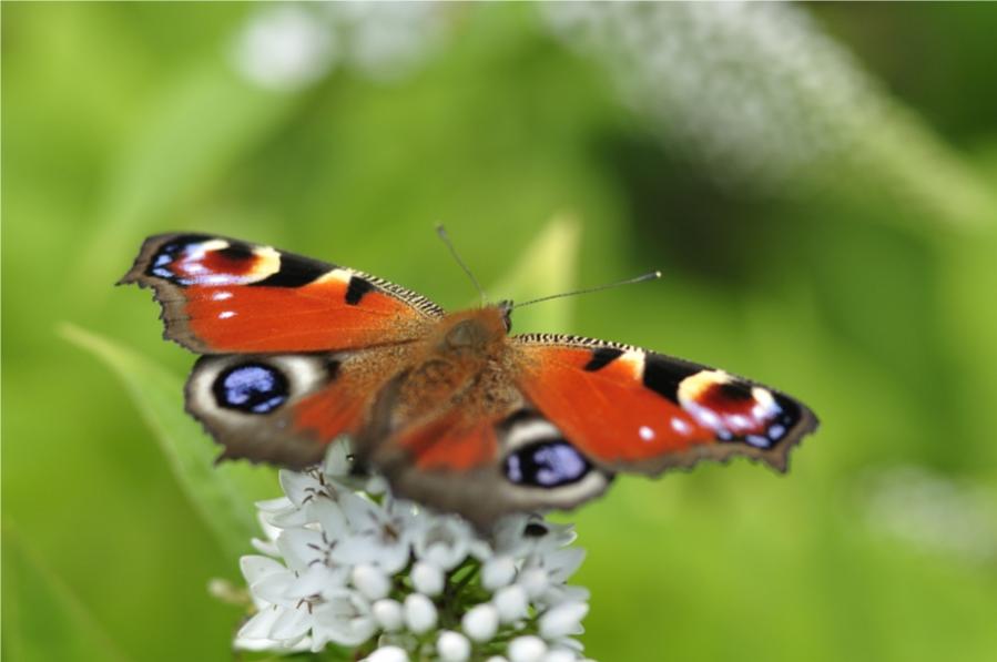 Schmetterling