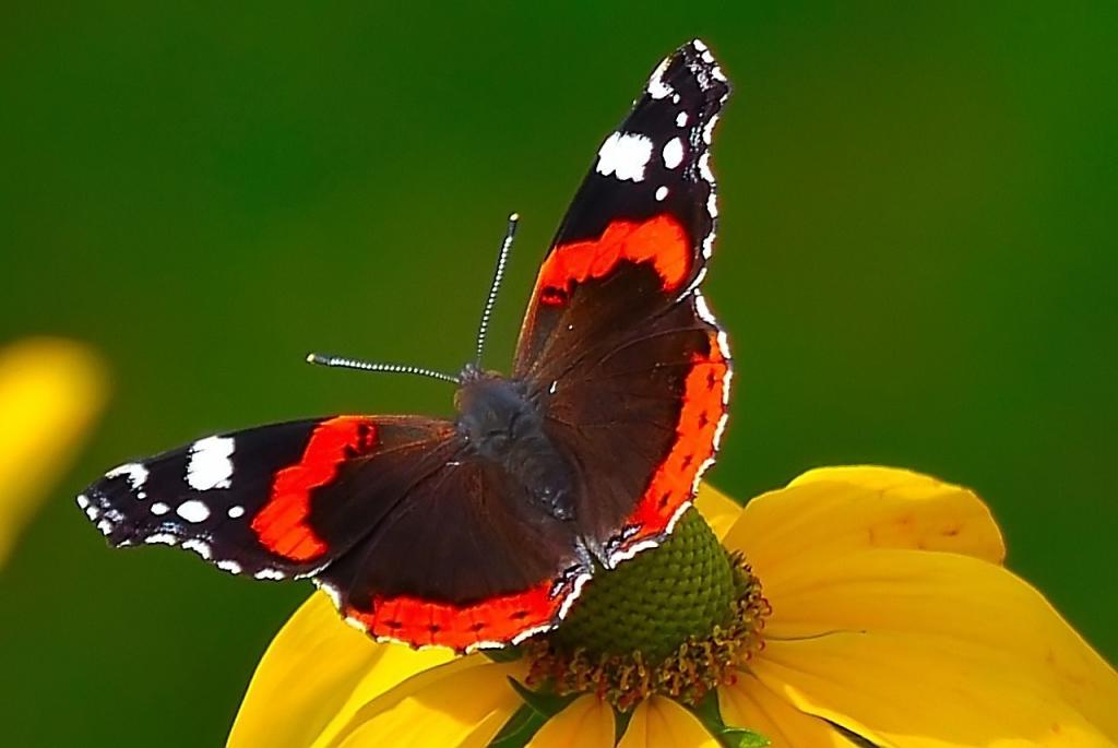 Schmetterling