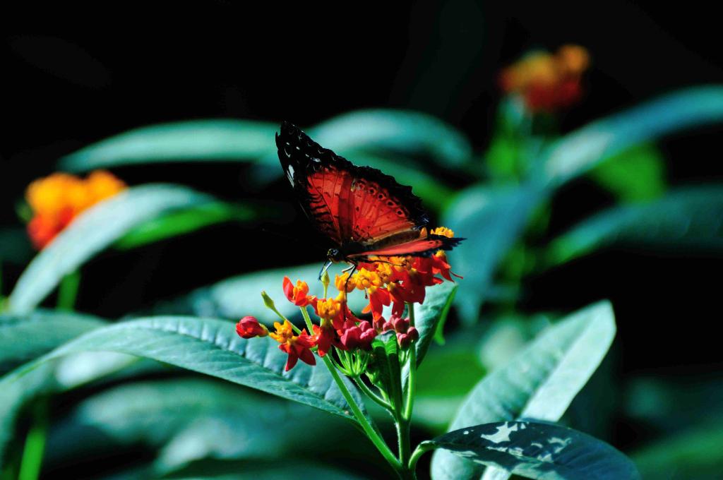 Schmetterling