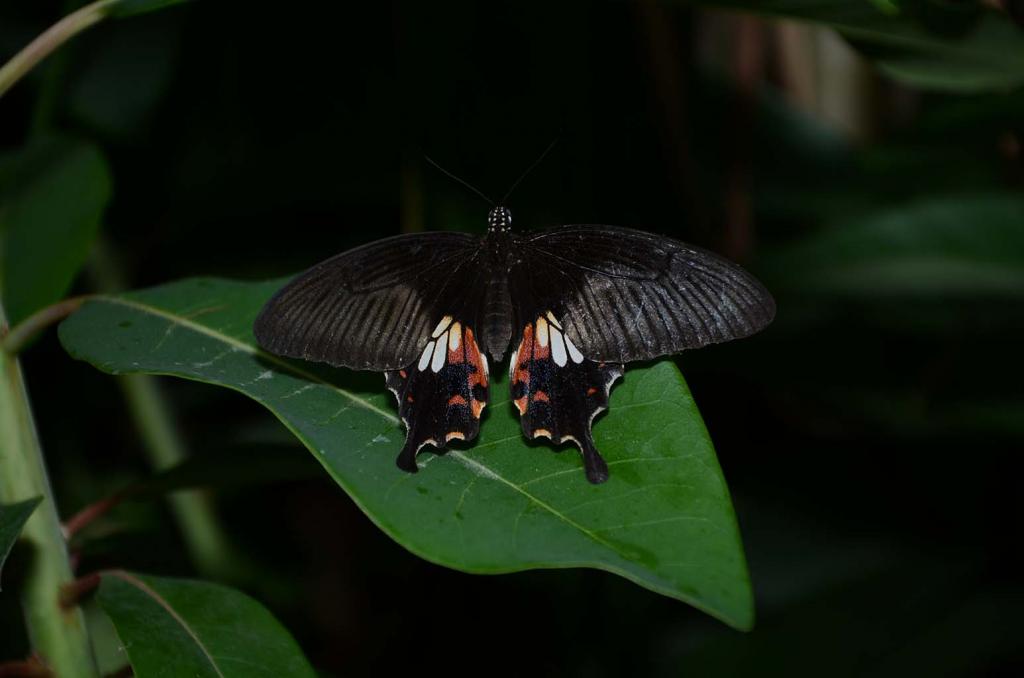 Schmetterling