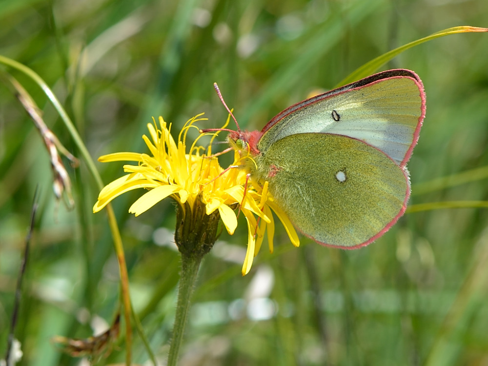 Schmetterling