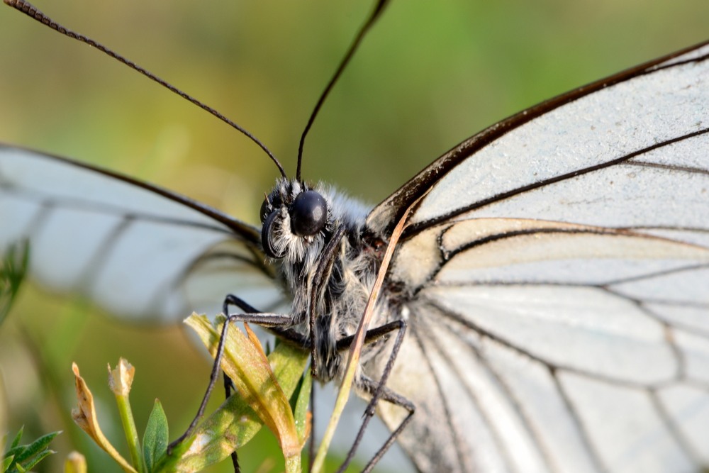 Schmetterling