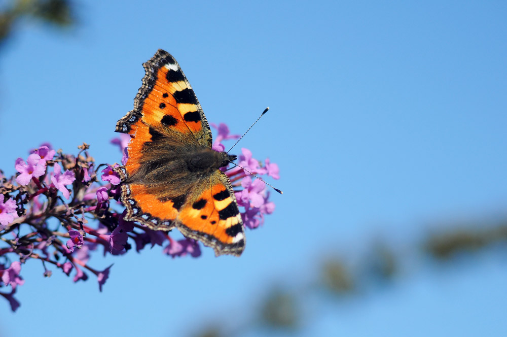 Schmetterling