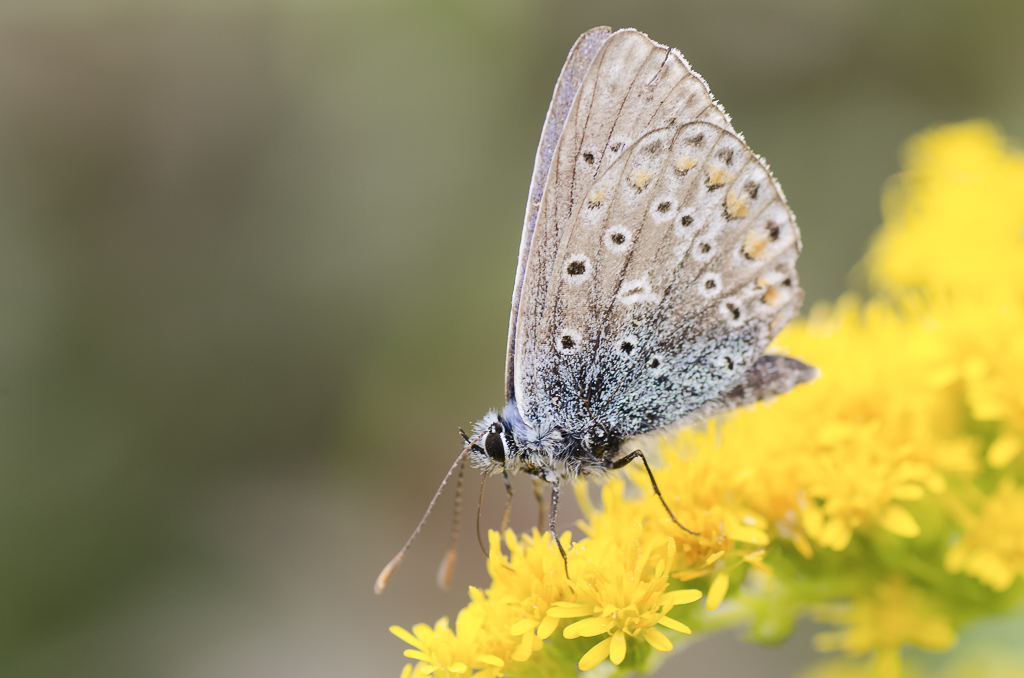 Schmetterling