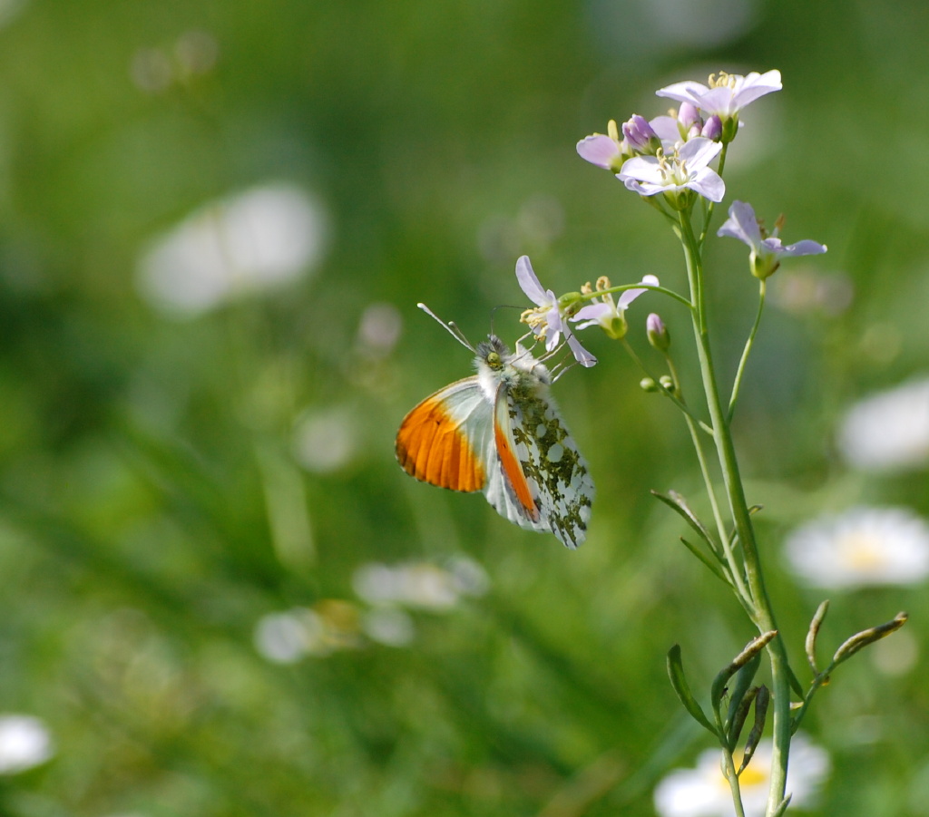 Schmetterling