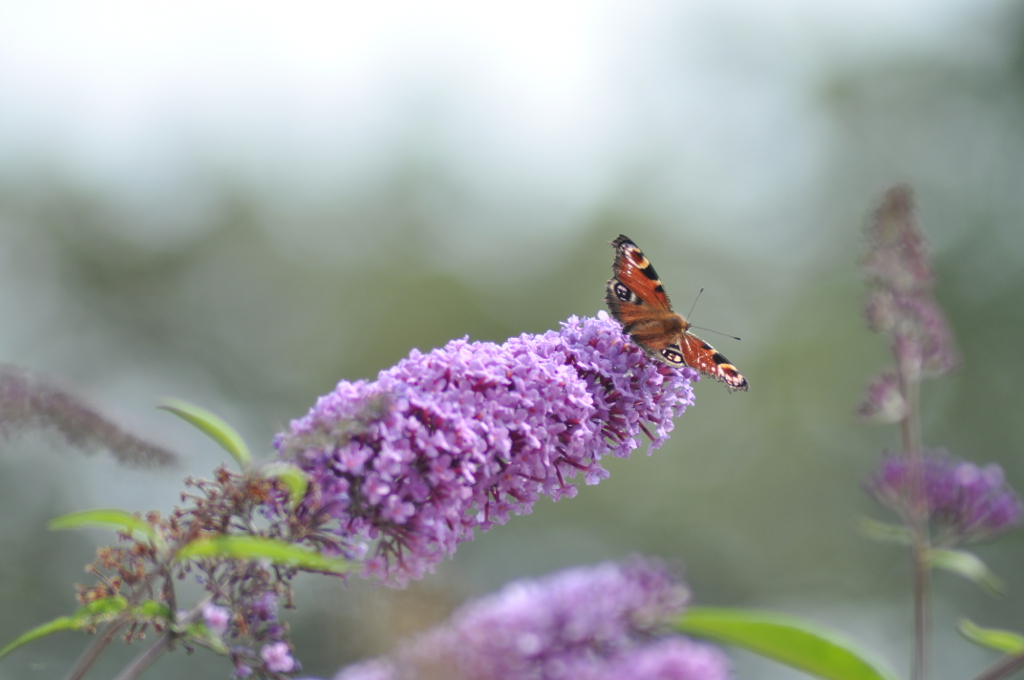 schmetterling