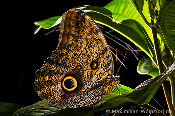 Schmetterling