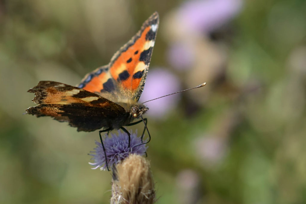 schmetterling