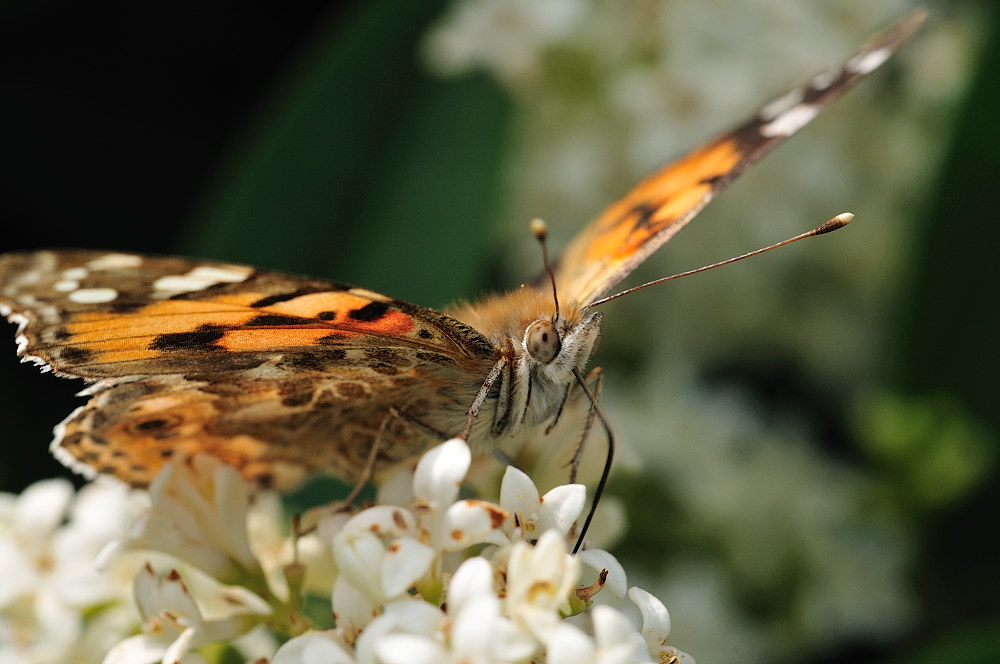 Schmetterling