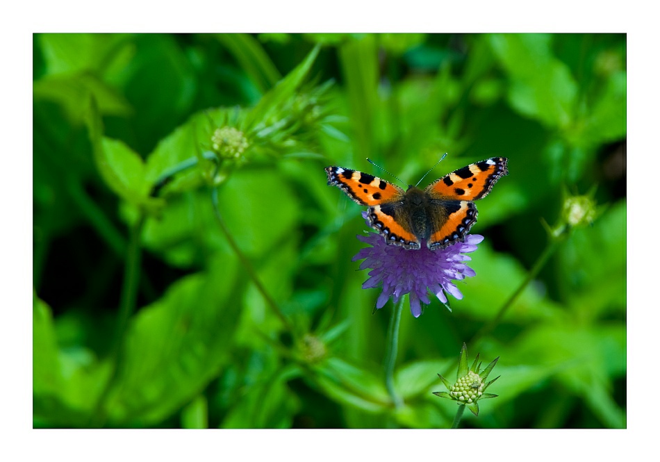 schmetterling