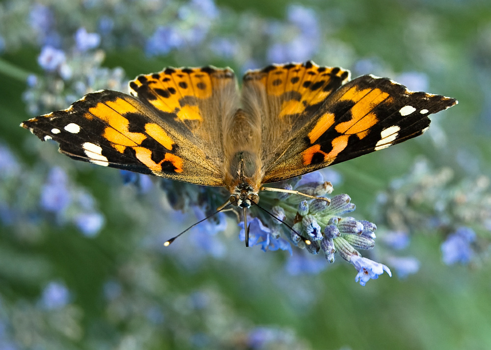 Schmetterling