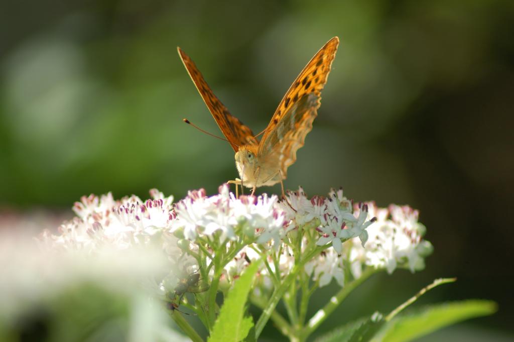 Schmetterling