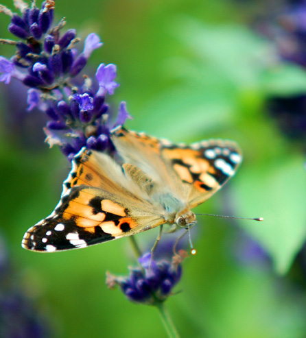 Schmetterling
