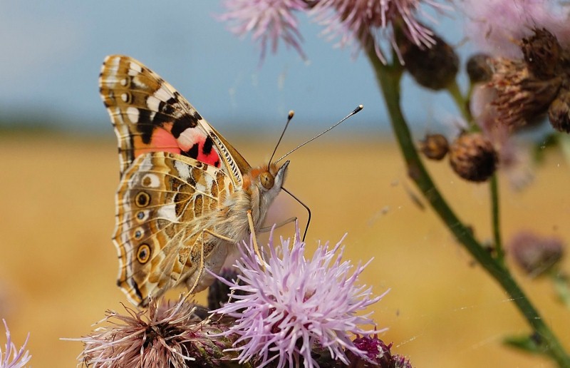 Schmetterling