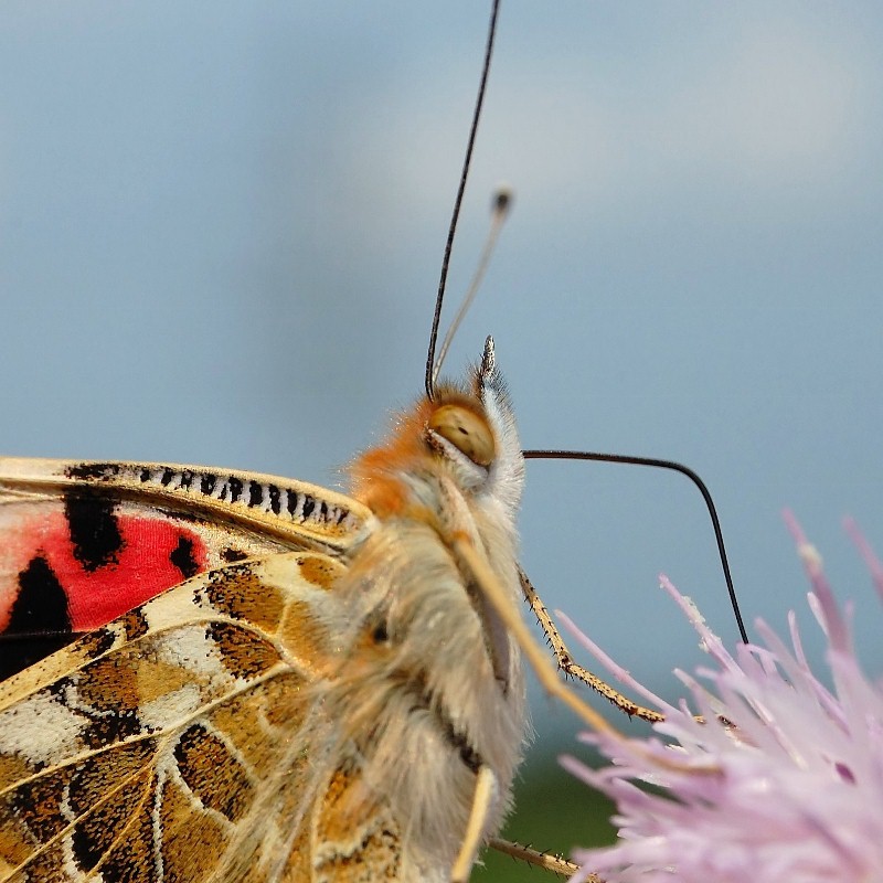 Schmetterling