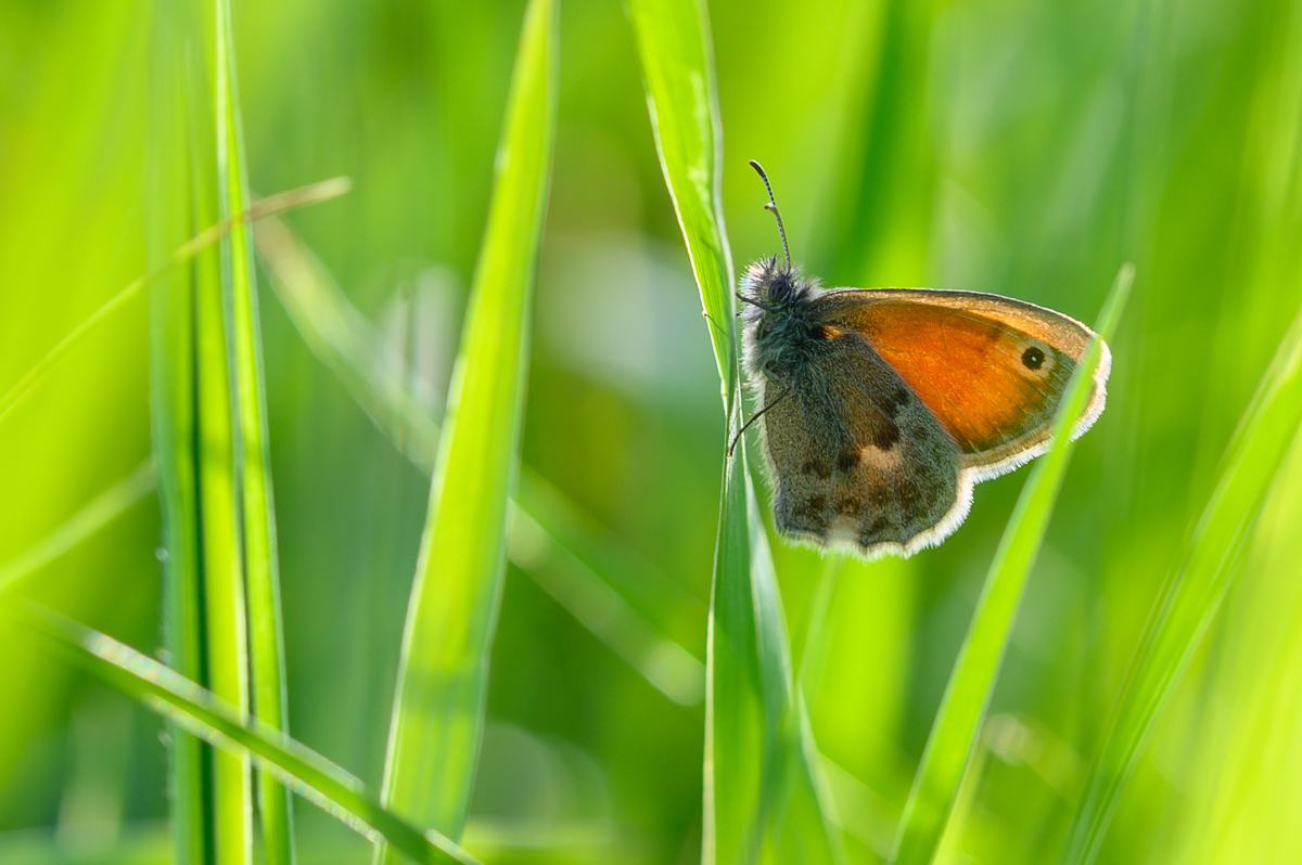 Schmetterling