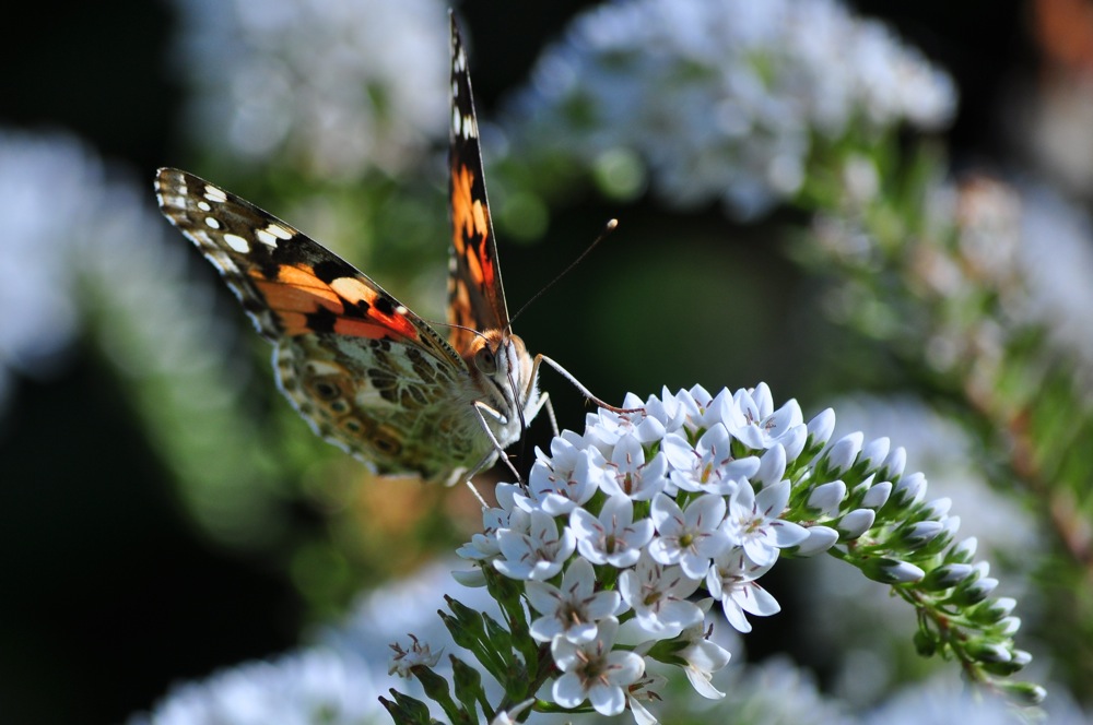 Schmetterling