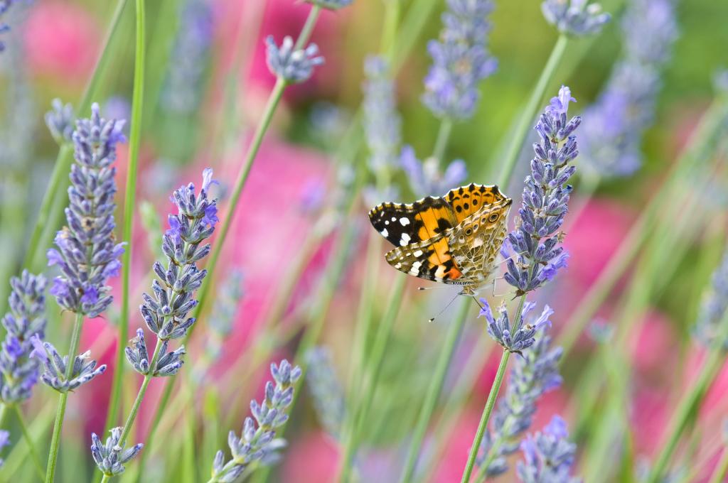 Schmetterling