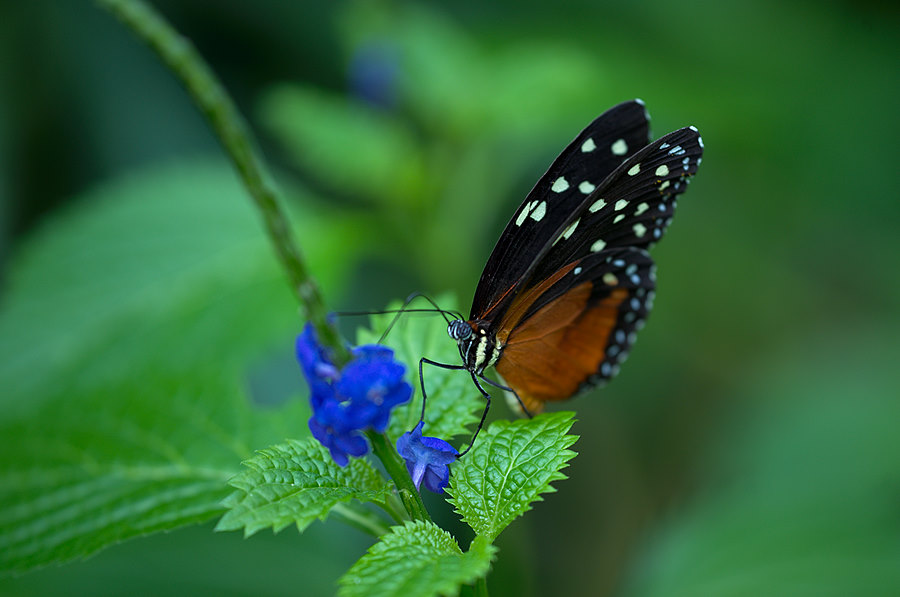 schmetterling