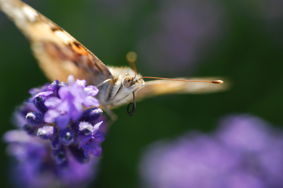 Schmetterling