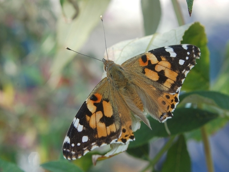 Schmetterling