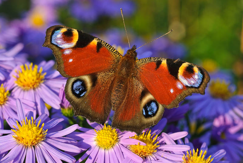 Schmetterling