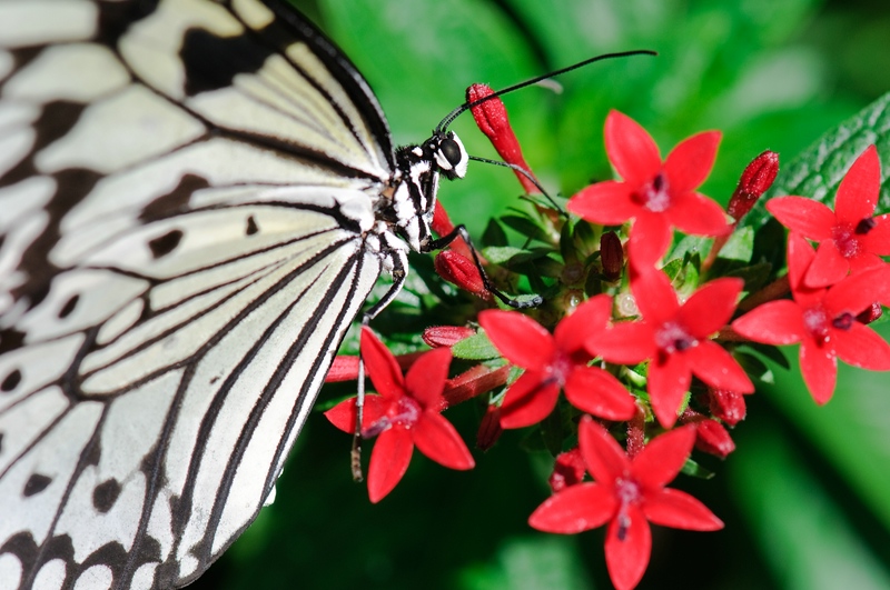 Schmetterling