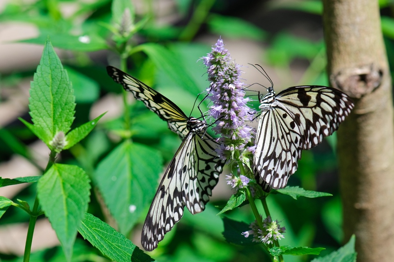 Schmetterling