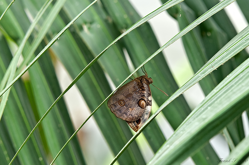 schmetterling