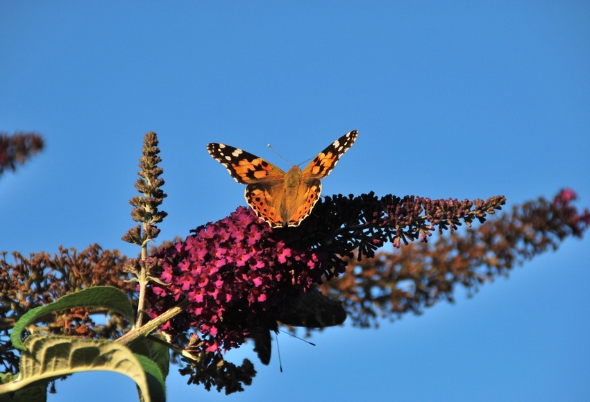 Schmetterling