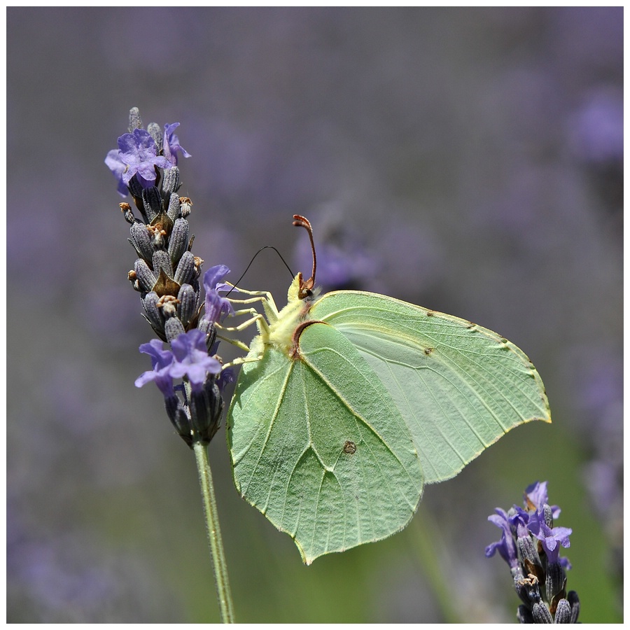 Schmetterling