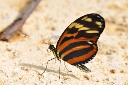 Schmetterling