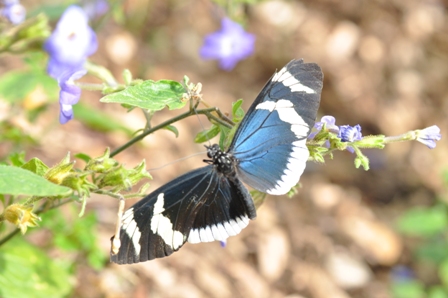 Schmetterling
