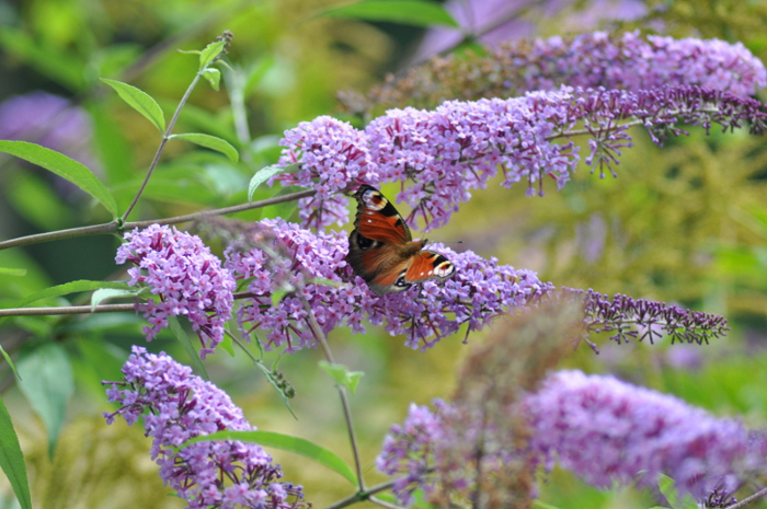 schmetterling1