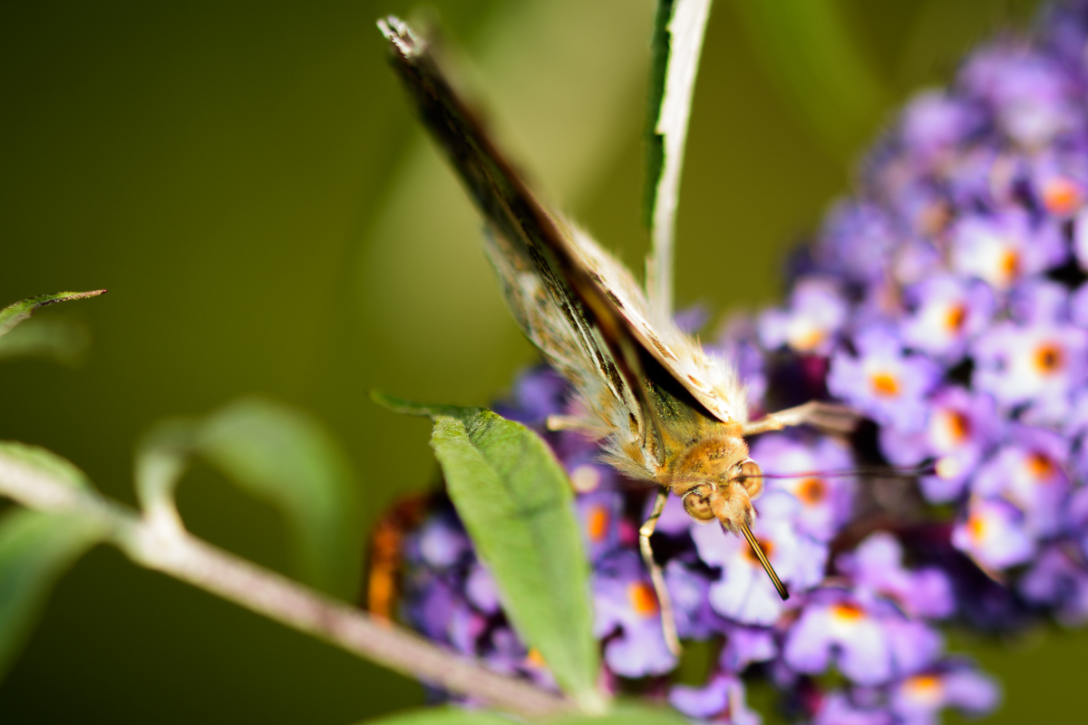 Schmetterling1