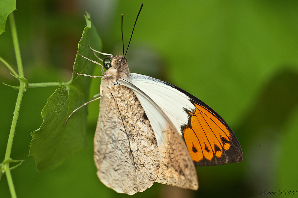 schmetterling10