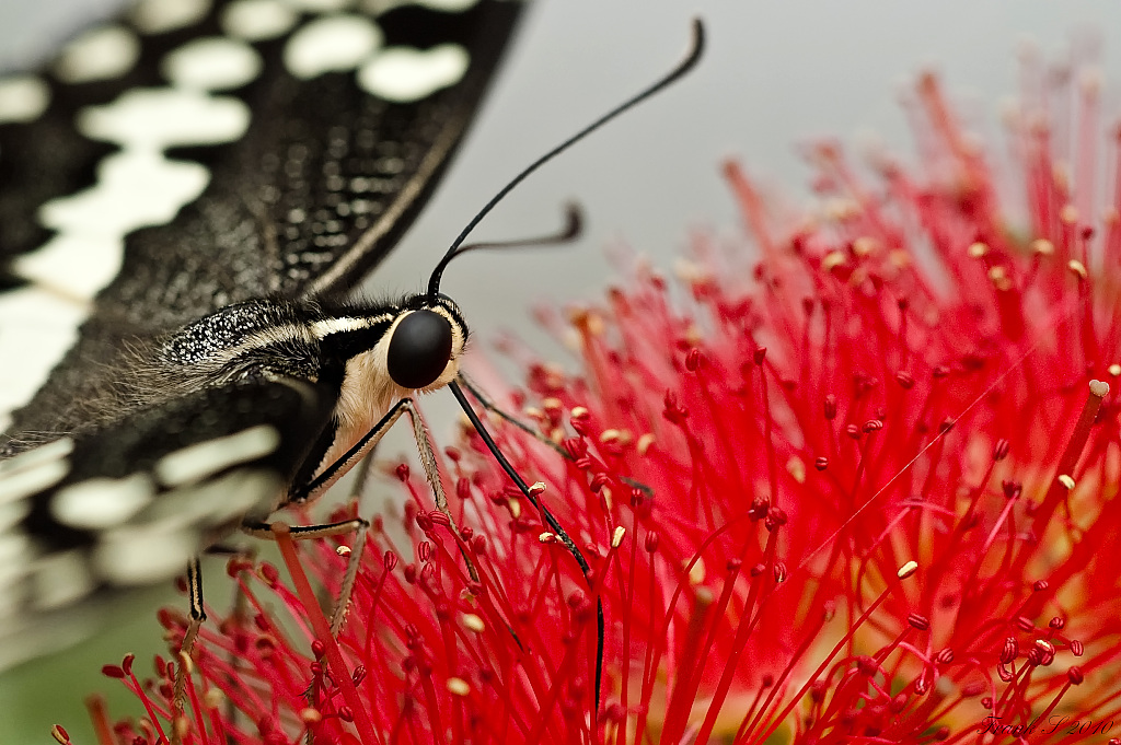 schmetterling11