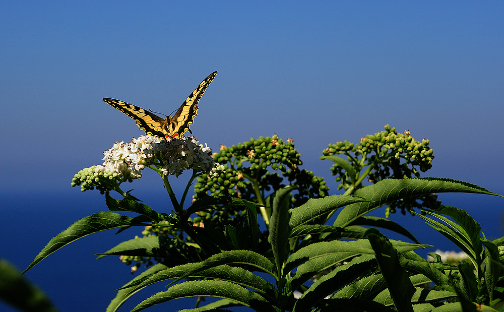 schmetterling2 am pilion
