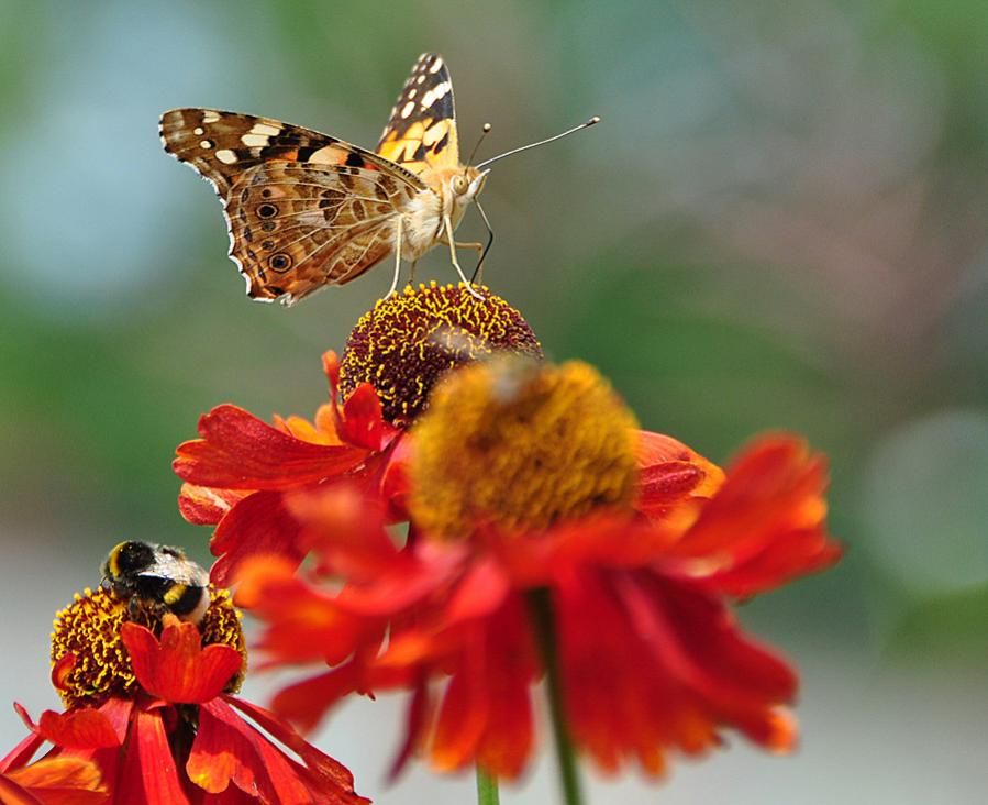 Schmetterling2
