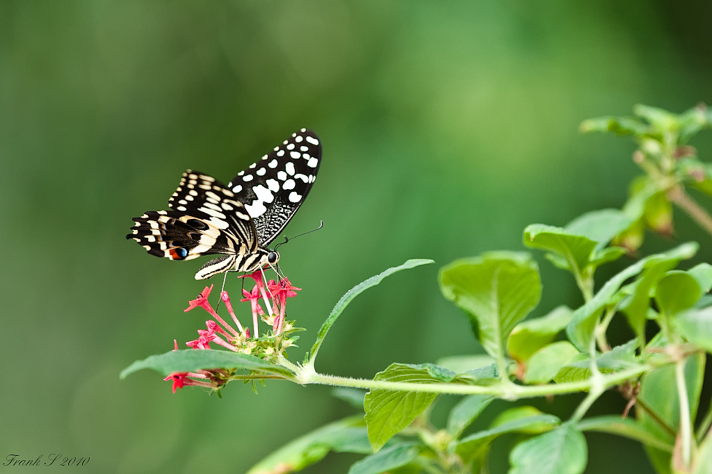 schmetterling2