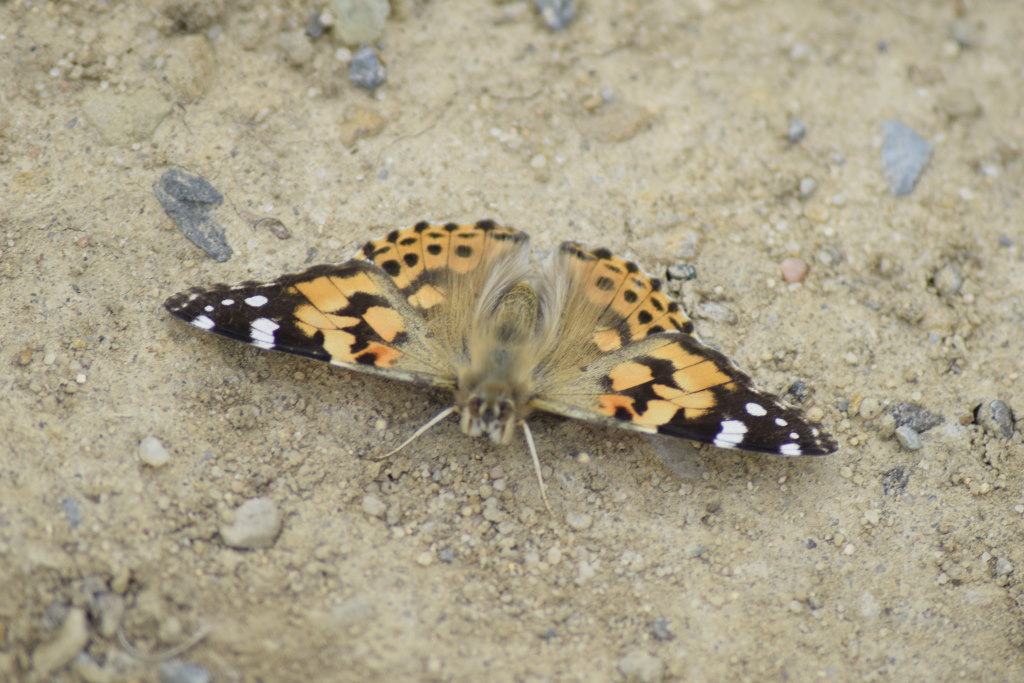 Schmetterling3