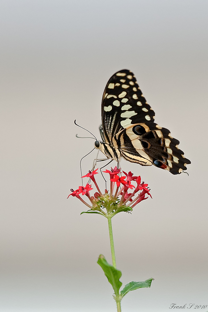 schmetterling3