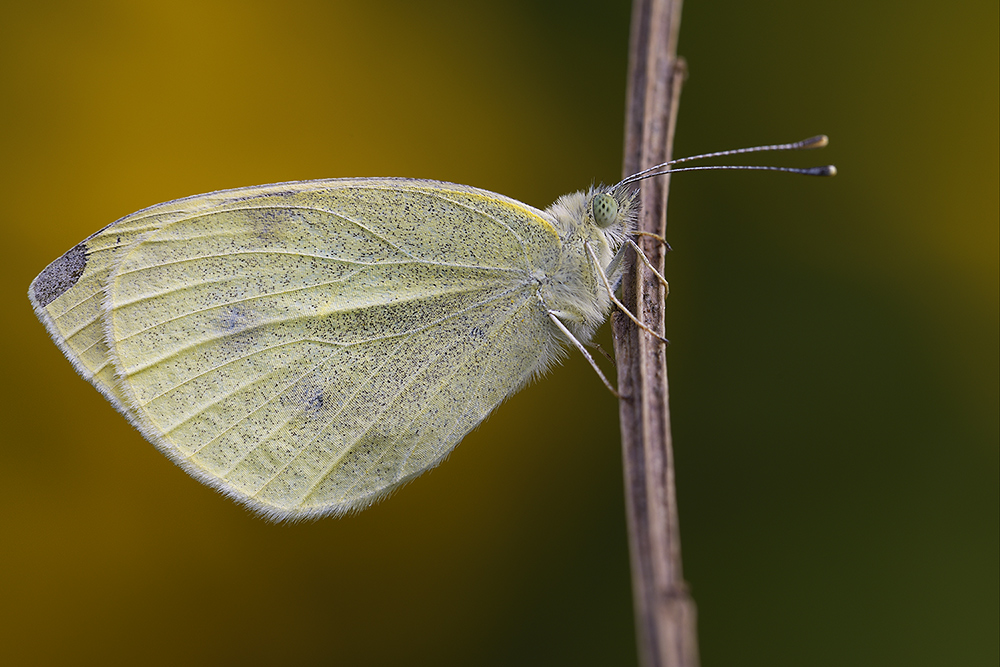Schmetterling3107
