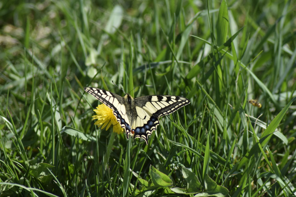 Schmetterling4