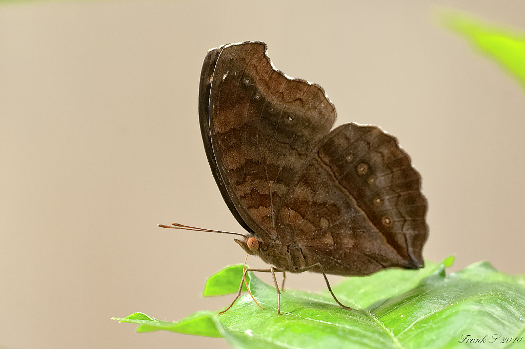 schmetterling4