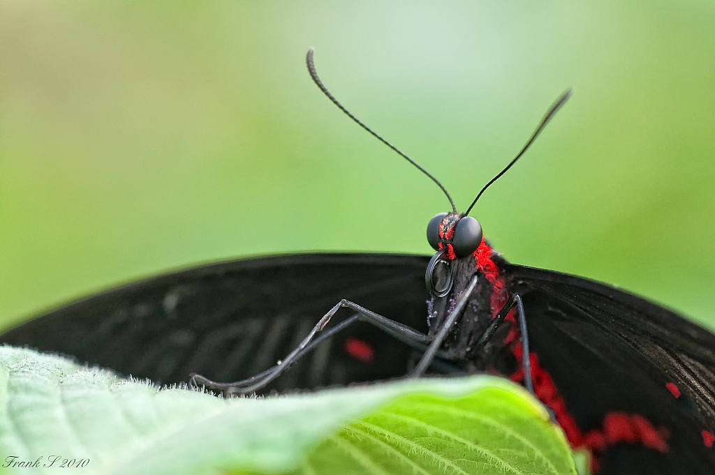 schmetterling5