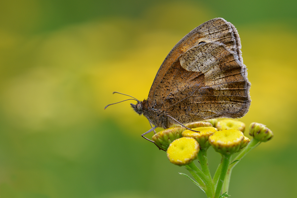 Schmetterling5008dunkl