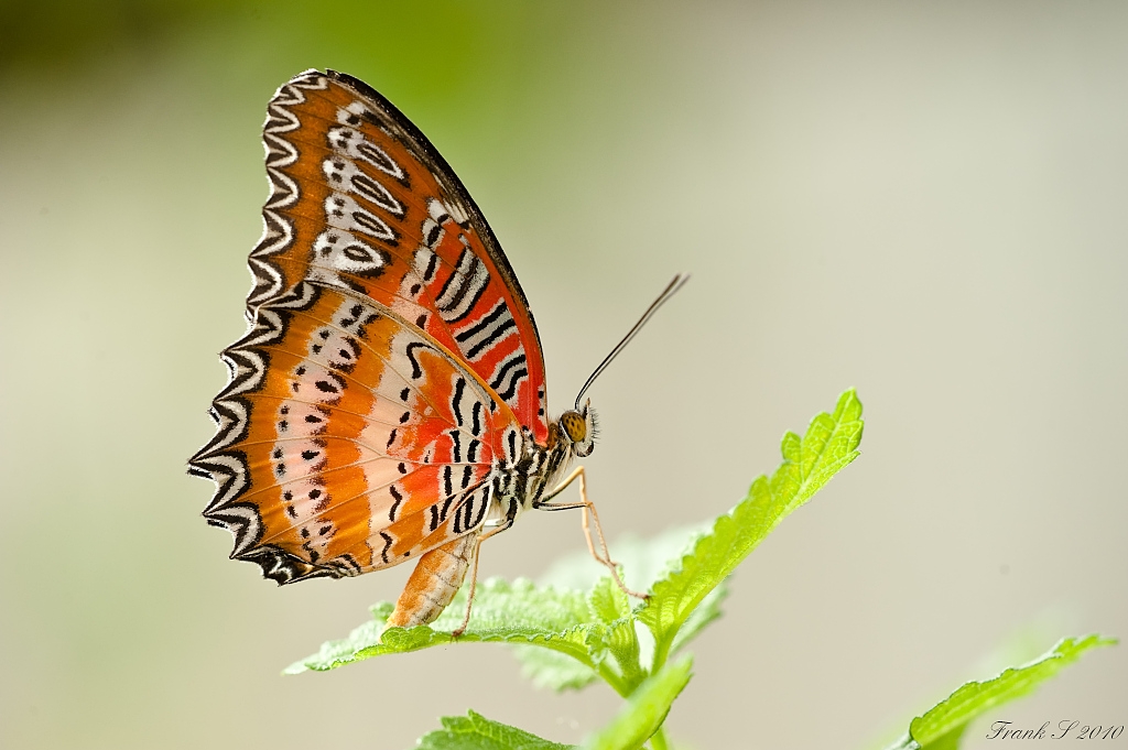 schmetterling6