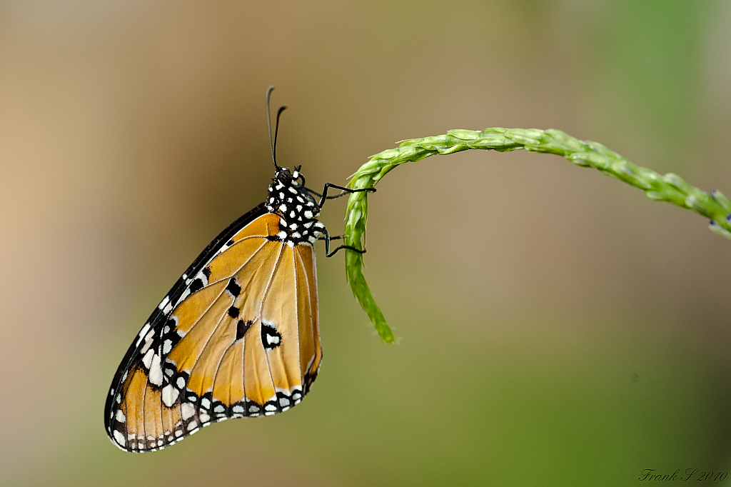 schmetterling7